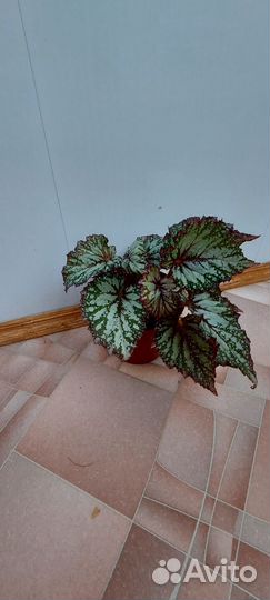Бегония декоративно лиственная бронь до 13.10