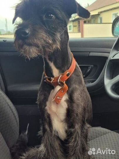 Цвергшнауцер