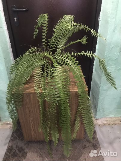 Комнатные растения