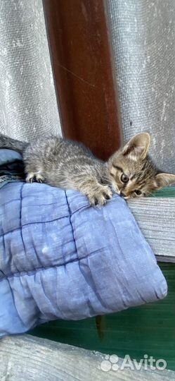 Кошечка в добрые руки