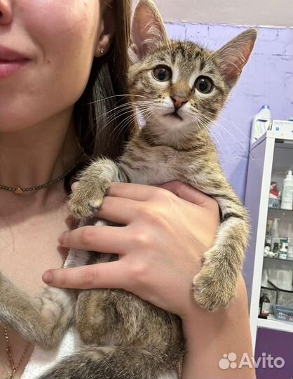 Кошка в дар