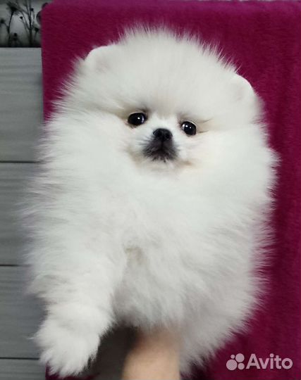 Мини девочка и мальчик