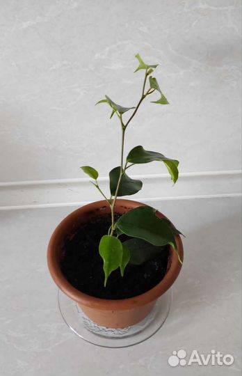 Фикус бенджамина