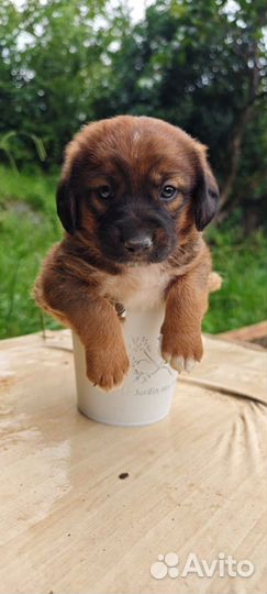 Щенки в добрые руки