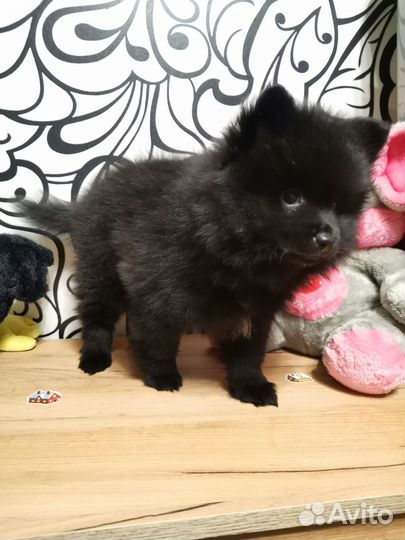 Собаки щенки