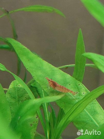 Аквариумные креветки