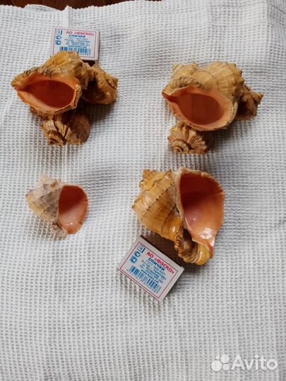 Ракушки-рапаны