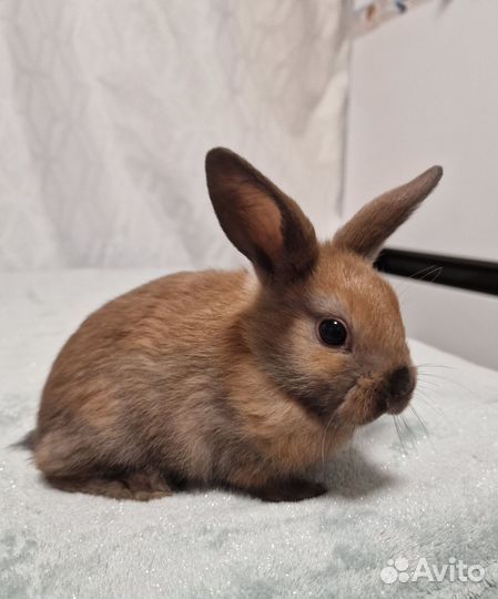 Декоративные карликовые кролики