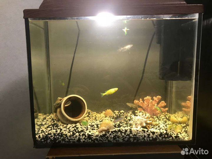 Аквариум
