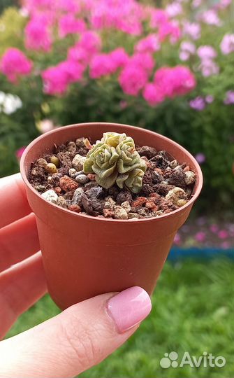 Суккуленты, кактусы в Серпухове, почта РФ (часть1)