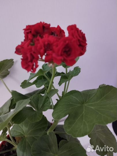 Герань пеларгония розебудная