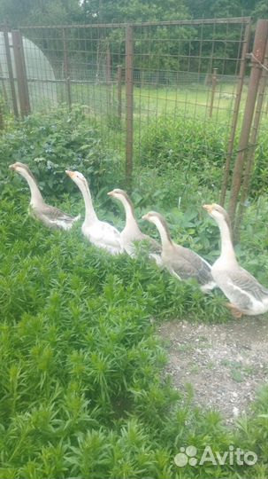 Гуси, Петухи Маран, Цыплята. Козье Молоко