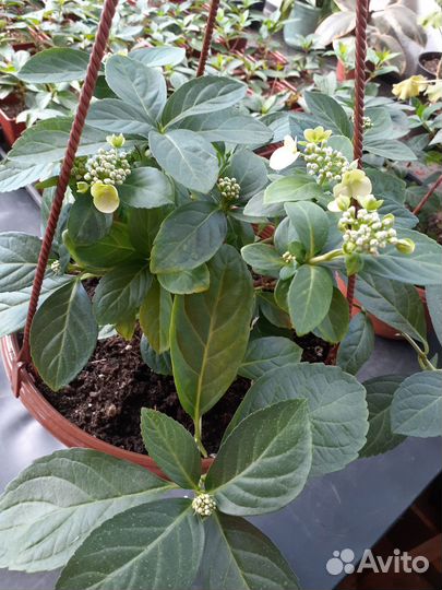 Гортензия крупнолистная