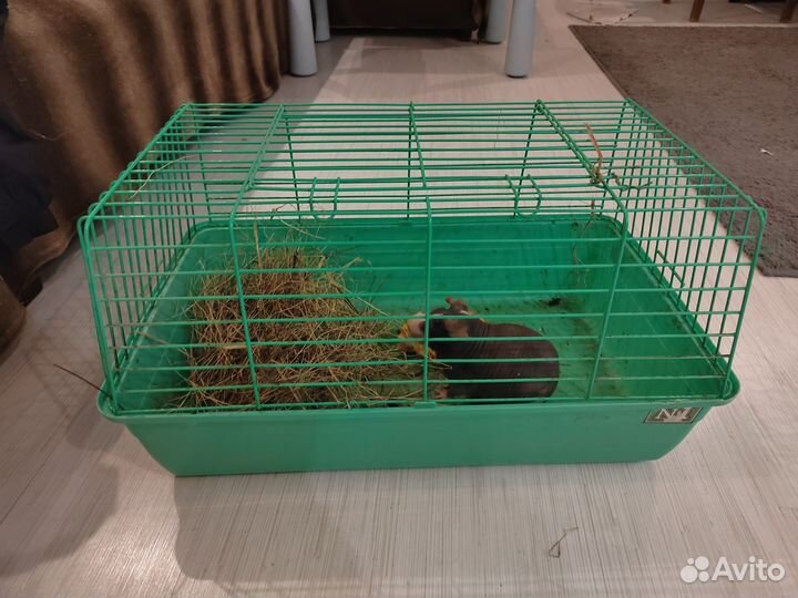 Морская свинка скинни с клеткой