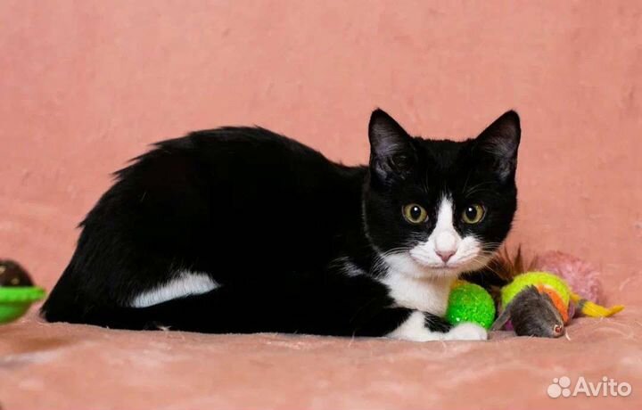 Черно-белые кошечки подростки