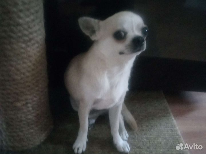 Вязка, чихуахуа,квентин тарантино