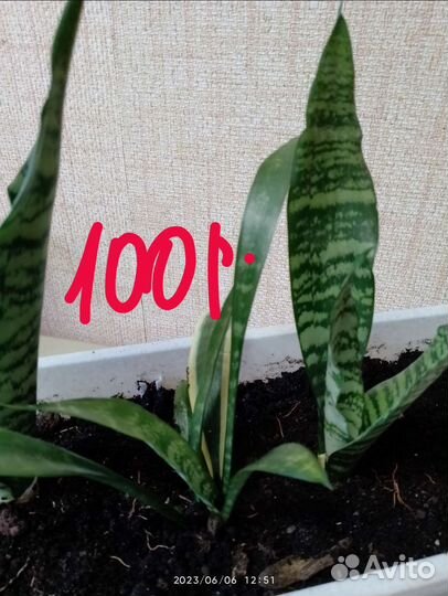 Сансевиерия