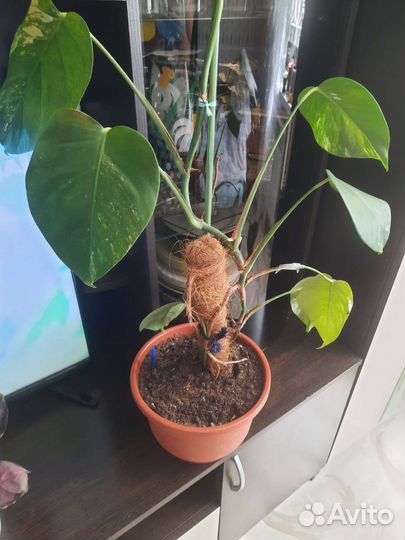 Монстера альба