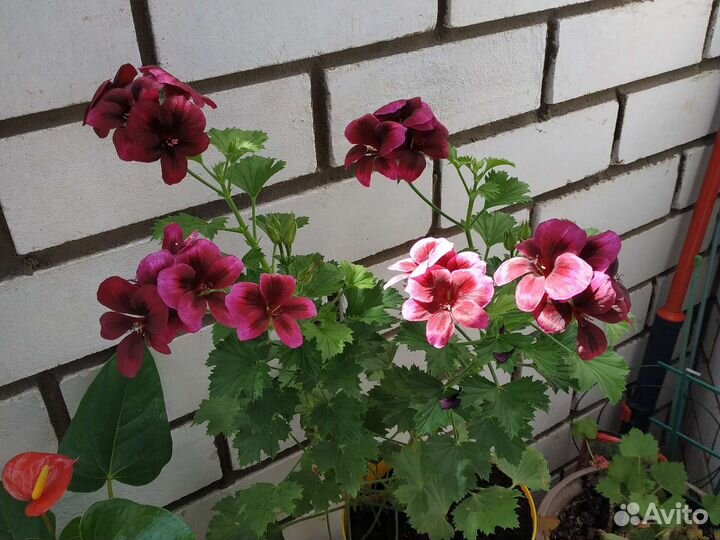 Герань пеларгония