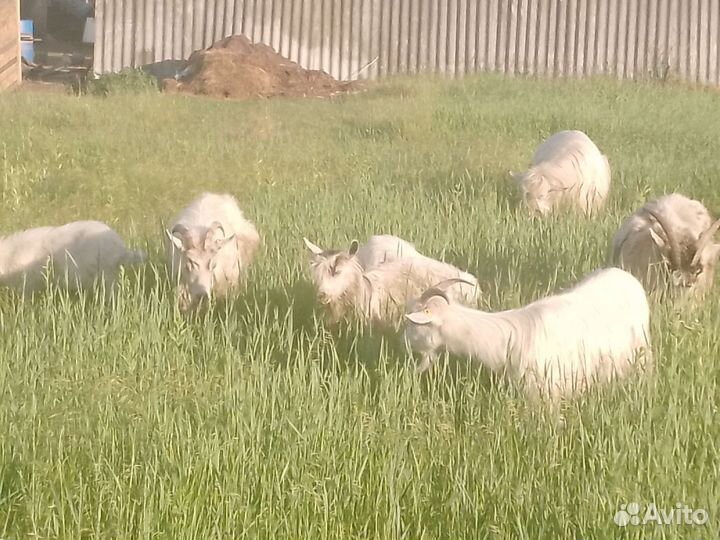 Продаются Козы
