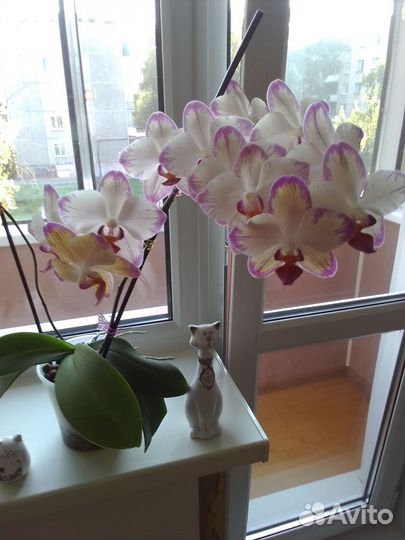 Орхидея фаленопсис