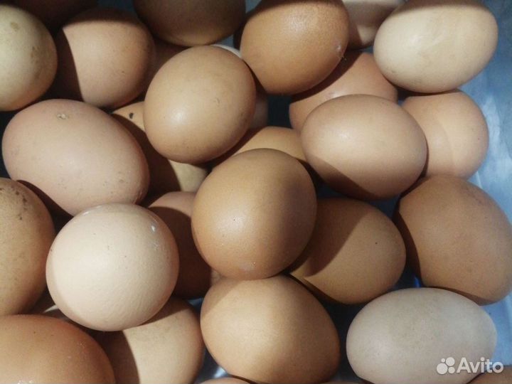 Домашние куриные яйца, молоко козье