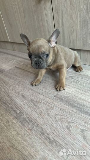 Французский бульдог цветные дети