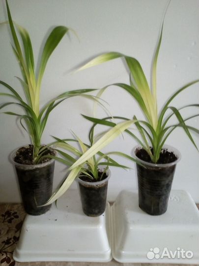 Комнатные цветы