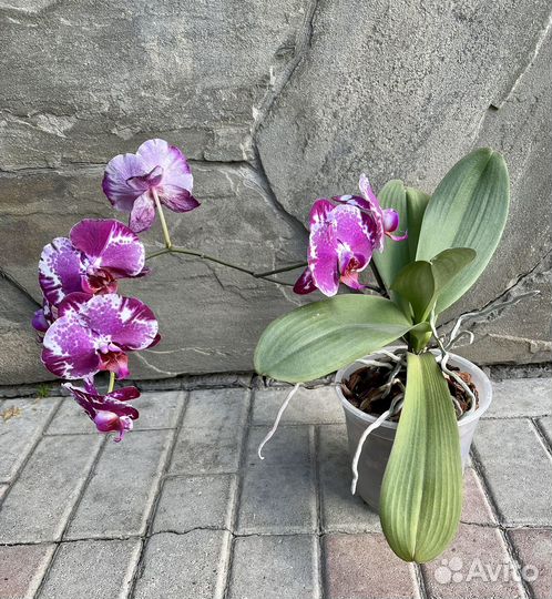 Орхидея фаленопсис