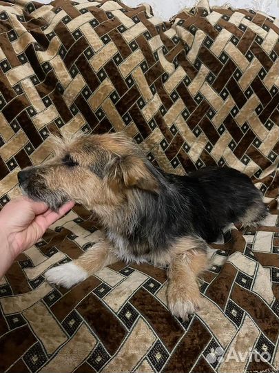 Коротколапик Джессика