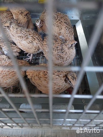 Перепела Радонежский, Селадон, Мачжурский, яйцо