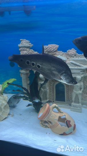 Американские цихлиды