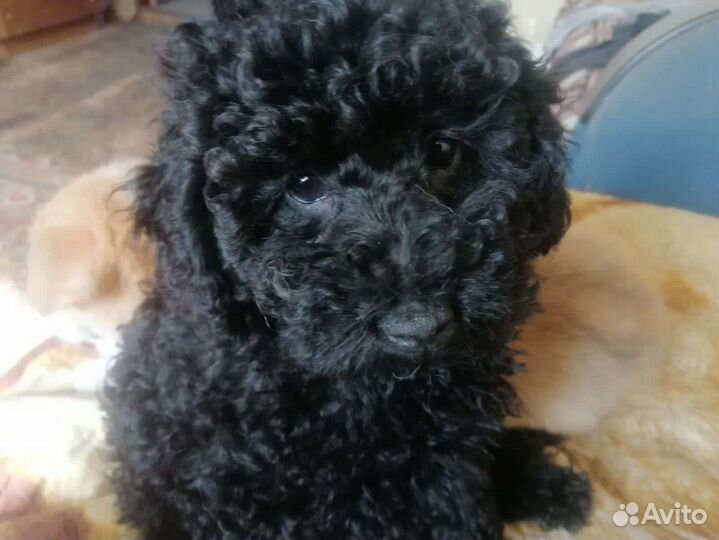 Щенки той пуделя