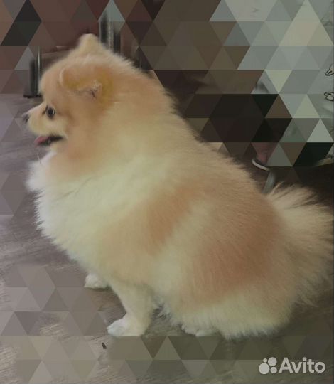 Шпиц вязка