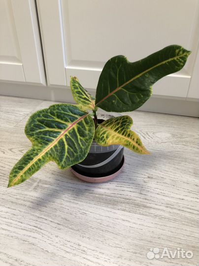 Кодиеум кротон