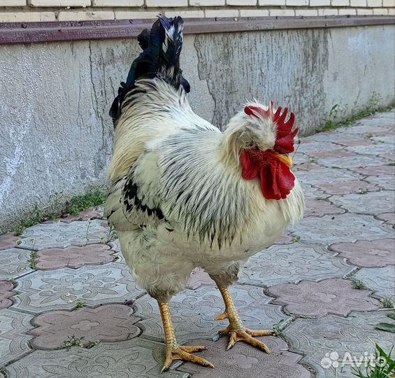 Цыплята петушки