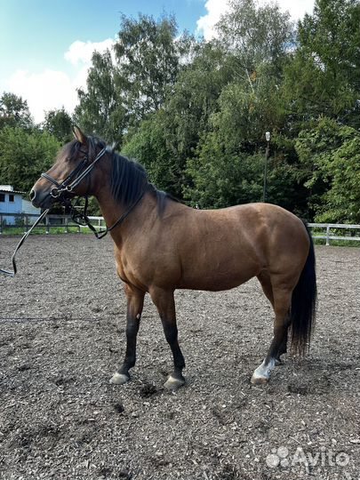 Лошадь кобыла