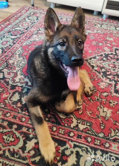 Щенок мальчик в добрые заботливые руки