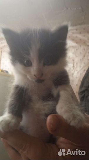 Кошка в дар