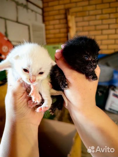 Котята в добрые руки бесплатно