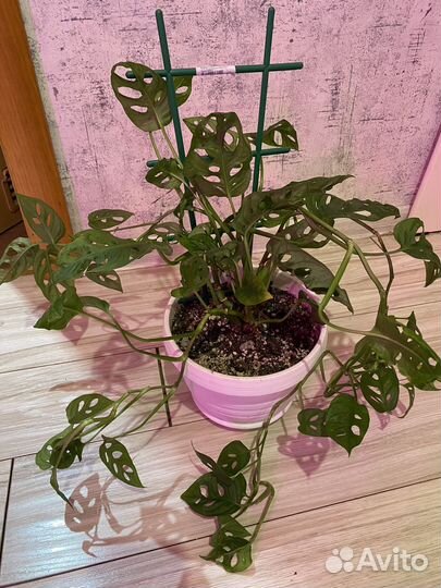 Комнатные цветы