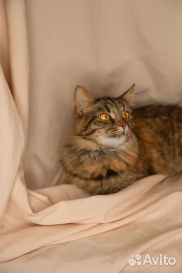 Янтарная кошечка