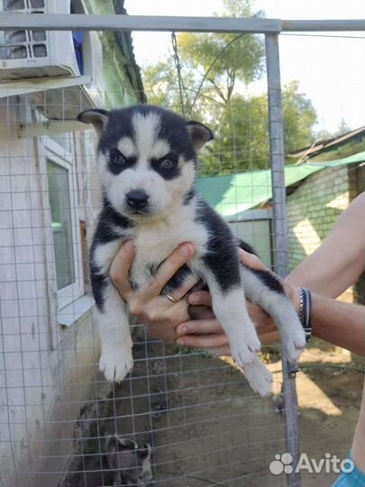 Сибирский хаски