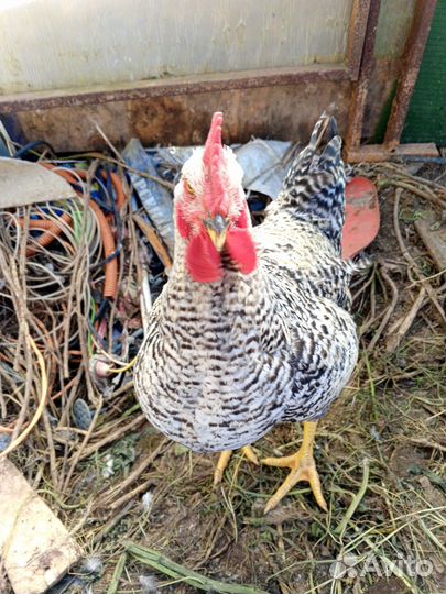 Петух гриз бар