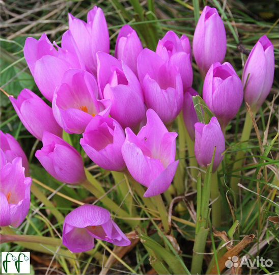 Безвременник луковицы