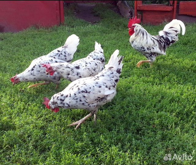 Леггорн далматинцы яйцо