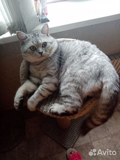 Вязка с котом