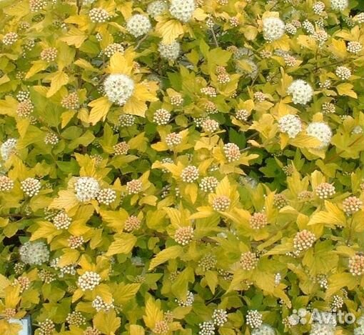 Декоративные кустарники (пузыреплодники, крушина)