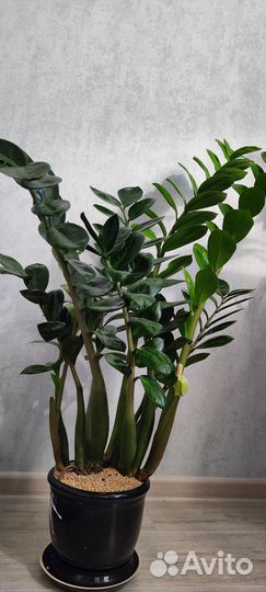 Замиокулькас