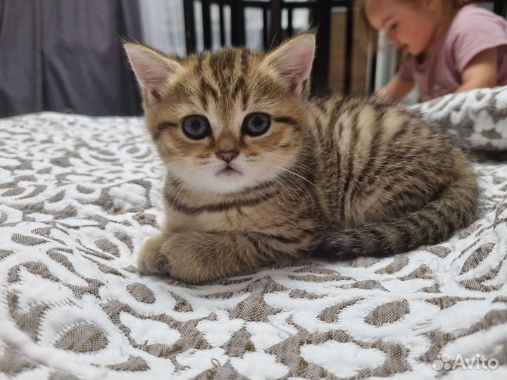 Шотландский котёнок